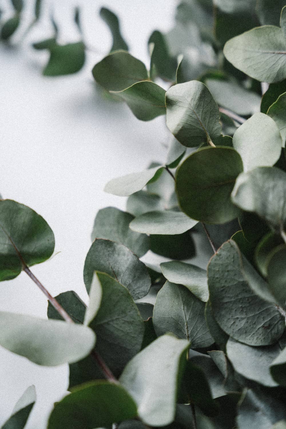 How To Make The Most Out of Eucalyptus