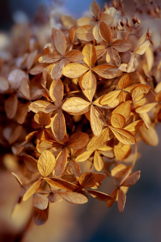 Dried Hydrangea: What you should know