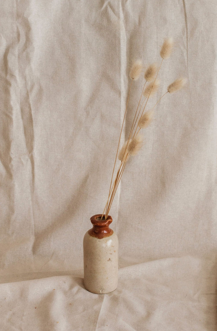 Dried Bunny Tails Bunch (60 Stems)