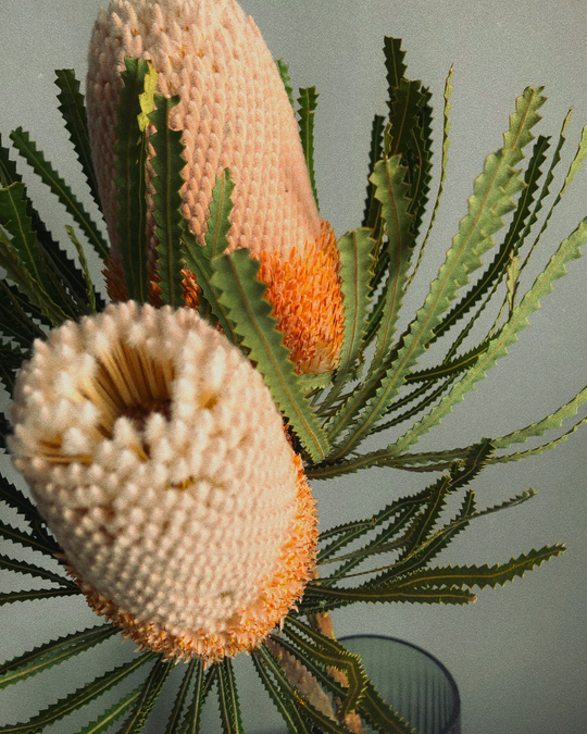 The Banksia: Everything you need to know