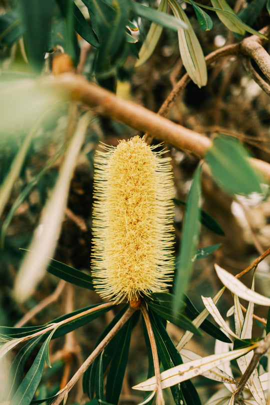 A Complete Guide to Australian Native Flowers