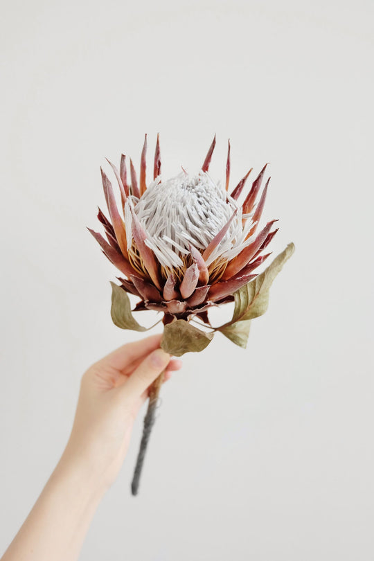 All About the Protea and How to Dry Them
