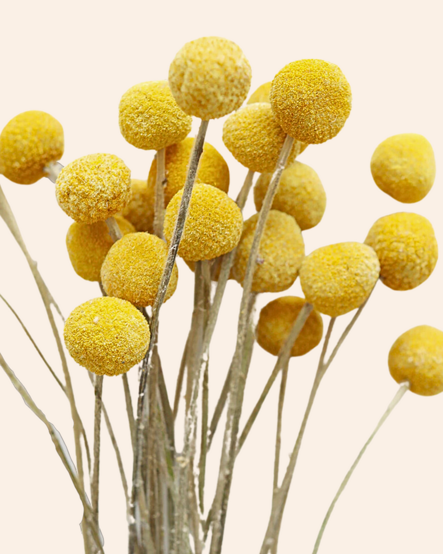 Dried Billy Buttons Bunch (20 Stems)