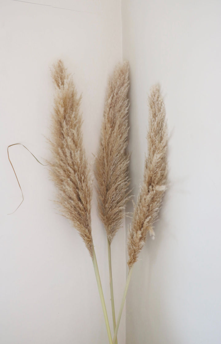 Dried Pampas Grass Bunch (Selected States)