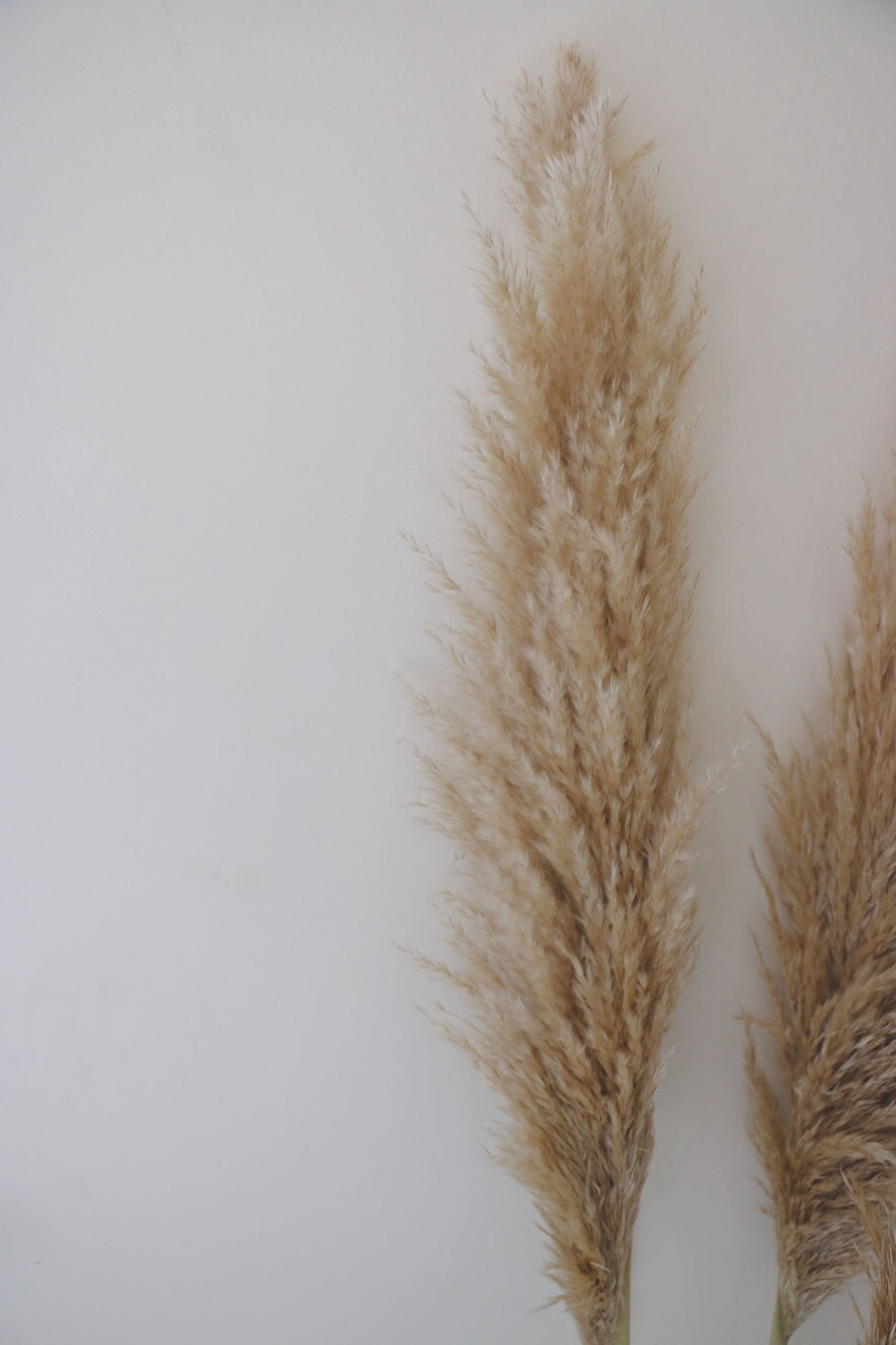Dried Pampas Grass Bunch (Selected States)