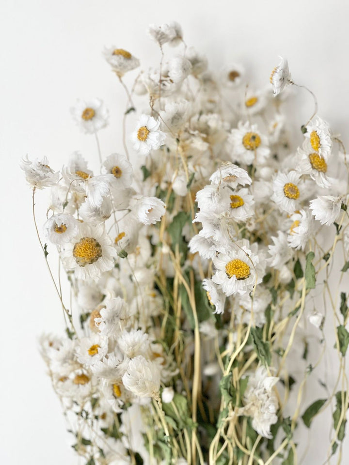 Dried Daisies Bunch