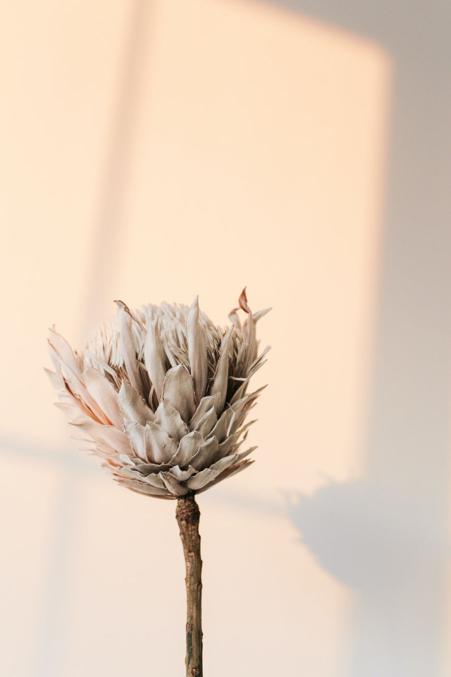 Dried King Protea (Per Stem)