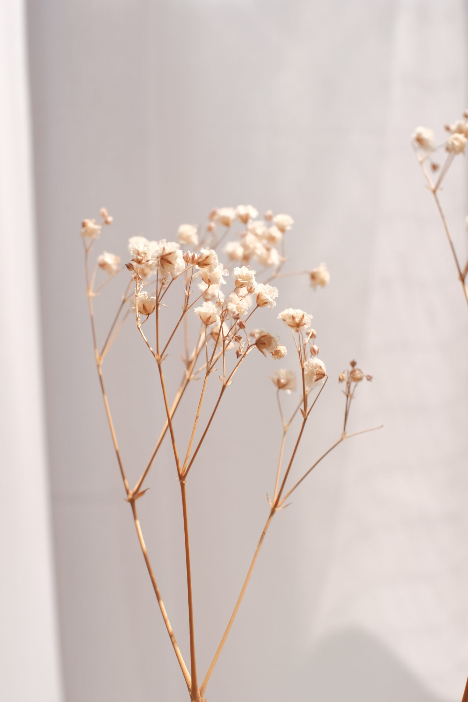 Dried Flower Bouquets & Arrangements – Milla Rose